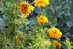 Marigolds-Misc-67