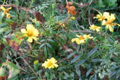 Marigolds-Misc-79
