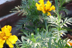 Marigolds-Misc-92