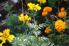Marigolds-Misc-94