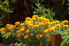 marigold-large