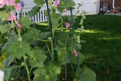 20190629_080833