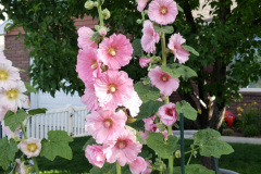 20190629_080855