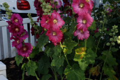 20190629_080918
