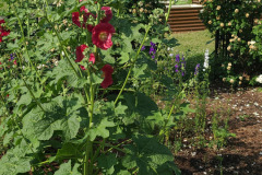 Hollyhock-Flower-Garden-June-2023-1