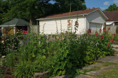 Hollyhock-Flower-Garden-June-2023-10