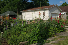 Hollyhock-Flower-Garden-June-2023-11