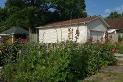 Hollyhock-Flower-Garden-June-2023-12
