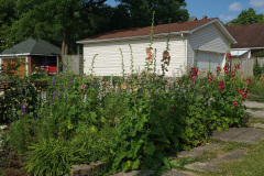 Hollyhock-Flower-Garden-June-2023-13