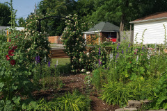 Hollyhock-Flower-Garden-June-2023-15
