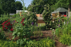 Hollyhock-Flower-Garden-June-2023-16