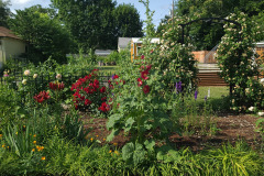 Hollyhock-Flower-Garden-June-2023-17