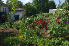 Hollyhock-Flower-Garden-June-2023-18
