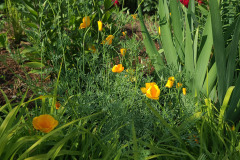 Hollyhock-Flower-Garden-June-2023-19