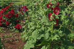 Hollyhock-Flower-Garden-June-2023-2