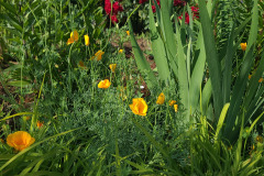 Hollyhock-Flower-Garden-June-2023-20