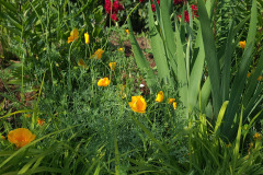 Hollyhock-Flower-Garden-June-2023-21