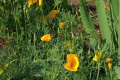 Hollyhock-Flower-Garden-June-2023-26