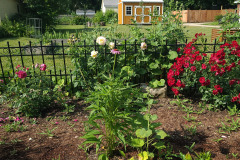 Hollyhock-Flower-Garden-June-2023-29