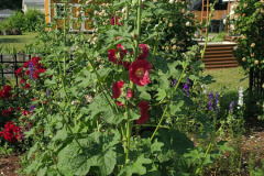 Hollyhock-Flower-Garden-June-2023-3