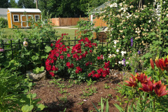 Hollyhock-Flower-Garden-June-2023-30