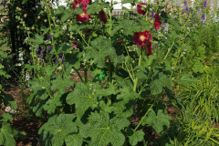 Hollyhock-Flower-Garden-June-2023-31