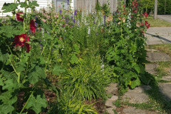 Hollyhock-Flower-Garden-June-2023-32