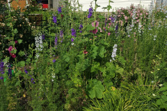 Hollyhock-Flower-Garden-June-2023-33