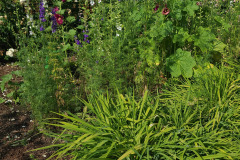 Hollyhock-Flower-Garden-June-2023-35