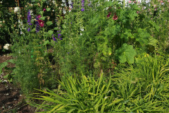 Hollyhock-Flower-Garden-June-2023-36
