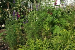 Hollyhock-Flower-Garden-June-2023-37