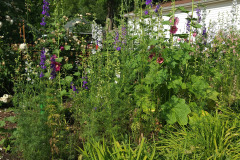 Hollyhock-Flower-Garden-June-2023-38