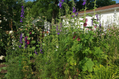 Hollyhock-Flower-Garden-June-2023-39