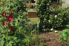 Hollyhock-Flower-Garden-June-2023-4