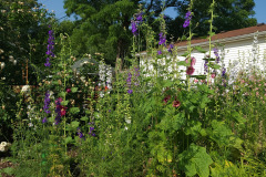 Hollyhock-Flower-Garden-June-2023-40