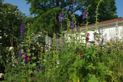 Hollyhock-Flower-Garden-June-2023-41