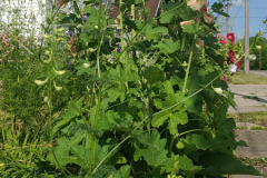 Hollyhock-Flower-Garden-June-2023-42
