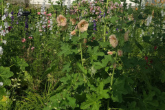 Hollyhock-Flower-Garden-June-2023-43