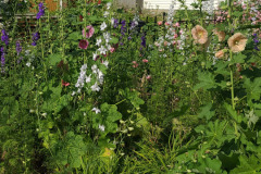 Hollyhock-Flower-Garden-June-2023-44