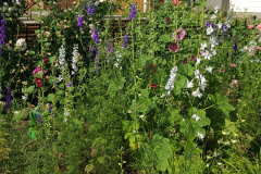 Hollyhock-Flower-Garden-June-2023-45