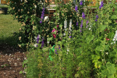 Hollyhock-Flower-Garden-June-2023-46