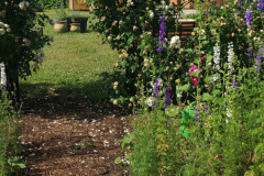 Hollyhock-Flower-Garden-June-2023-47