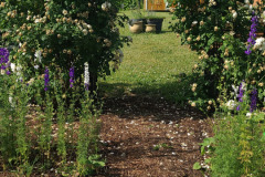 Hollyhock-Flower-Garden-June-2023-48