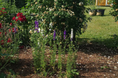 Hollyhock-Flower-Garden-June-2023-49