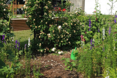 Hollyhock-Flower-Garden-June-2023-5