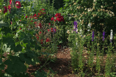 Hollyhock-Flower-Garden-June-2023-50