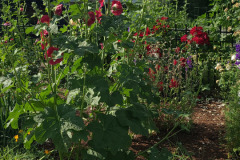 Hollyhock-Flower-Garden-June-2023-51