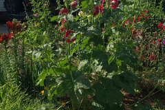 Hollyhock-Flower-Garden-June-2023-52