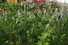 Hollyhock-Flower-Garden-June-2023-53