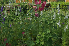 Hollyhock-Flower-Garden-June-2023-54